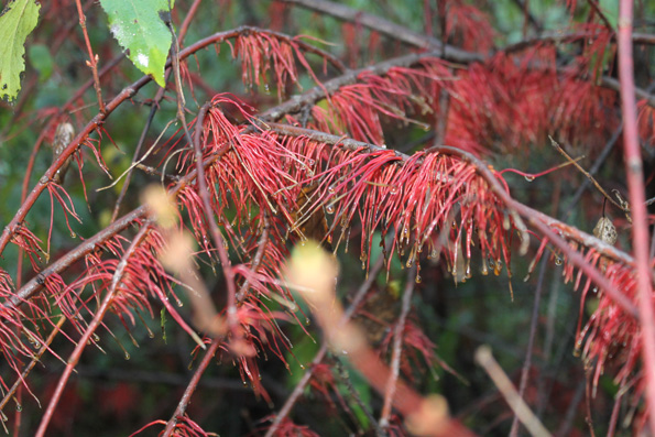 raices adventicias-Aristotelia